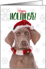 Happy Holidays For Anyone Weimaraner Dog in Santa Hat Humor card