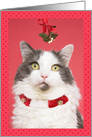 Merry Christmas Pucker Up White Cat Under Mistletoe For Anyone Humor card