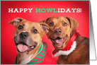 Happy Holidays Pit Bull Portrait Humor card