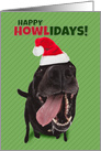 Happy Holidays For Anyone Funny Dog in Santa Hat Humor card
