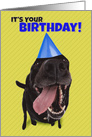 Happy Birthday Funny Dog in Party Hat Humor card