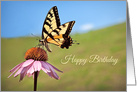 Happy Birthday For Anyone Beautiful Butterfly Photograph card