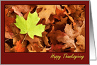 Happy Thanksgiving For Anyone Fall Leaves card