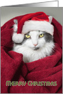 Merry Christmas Funny in Blanket Cat Humor card