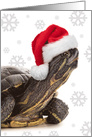 Merry Christmas For Anyone Turtle in Santa Hat with Snowflakes Humor card