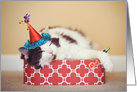 Have a Nappy (Happy) New Year Sleeping Cat Humor card