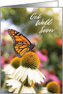 Get Well Soon For Anyone Beautiful Butterfly Photograph card