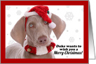 Merry Christmas Weimaraner Dog Duke Humor card