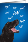 Happy Birthday For Anyone Laughing Dog Humor card