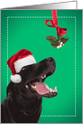 Merry Christmas For Anyone Mistletoe Dog Dog Humor card