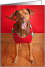 Merry Christmas Pit Bull For Anyone Dog in Sweater card