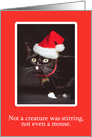 Merry Christmas For Anyone Cat in Santa Hat Humor card