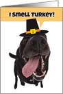Happy Thaksgiving For Anyone Silly Dog Smelling Turkey Humor card