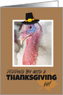 Happy Thanksgiving For Anyone Turkey in Pilgrim Hat Humor card
