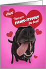 Happy Valentine’s Day Aunt Funny Dog Humor card