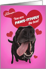 Happy Valentine’s Day Great Granddaughter Dad Funny Dog Humor card