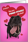 Happy Valentine’s Day Grandson Funny Dog Humor card