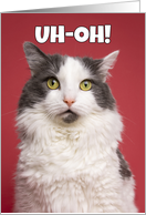 Uh-Oh Happy Belated Birthday Funny Kitty Humor card