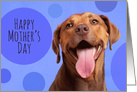 Happy Mother’s Day Smiling Dog Humor card