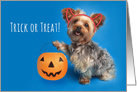 Happy Halloween For Anyone Yorkshire Terrier Humor card