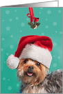 Merry Christmas From the Dog Cute Yorkie Dog Under Mistletoe card