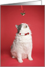 Merry Christmas Cute Kitty Under Mistletoe Humor card