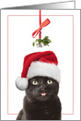 Merry Christmas Cat Under Mistletoe With Tongue Out Humor card