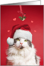 Merry Christmas For Anyone Cat Under Mistletoe With Hearts card