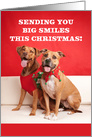 Merry Christmas For Anyone Smiling Pit Bull Dogs Portrait card