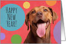 Happy New Year For Anyone Funny Dog Smiling card