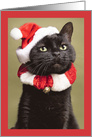 Merry Christmas For Anyone Funny Portrait of Cat in Santa Hat card