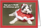 Merry Christmas For Anyone Funny Cat Dressed in Santa Hat and Cape card