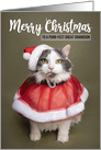 Merry Christmas Great Grandson Cute Cat in Santa Costume Humor card