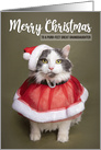 Merry Christmas Great Granddaughter Cute Cat in Santa Costume Humor card