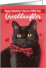 Happy Valentine’s Day Granddaughter Cute Cat in Bow Tie Humor card