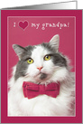 Happy Valentine’s Grandpa Cute Cat in Pink Bow Tie Humor card