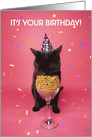 Happy Birthday For Anyone Party Cat Eating From Wine Glass Humor card