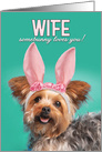 Happy Easter Wife Cute Yorkie Dog in Bunny Ears Humor card