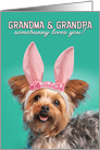 Happy Easter Grandparents Cute Yorkie Dog in Bunny Ears Humor card