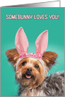 Happy Easter For Anyone Cute Yorkie Dog in Bunny Ears Humor card