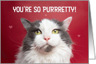 Happy Valentine’s Day PURRretty Cat Humor card
