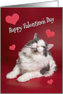 Happy Valentine’s Day For Anyone Cute Smiling Cat on Red card