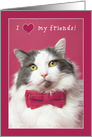 Happy Valentine’s Friends Cute Cat in Pink Bow Tie Humor card