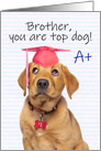 Congratulations Graduate Brother Cute Puppy in Grad Hat Humor card