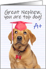 Congratulations Graduate Nephew Cute Puppy in Grad Hat Humor card