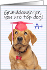 Congratulations Graduate Granddaughter Cute Puppy in Grad Hat Humor card