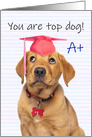 Congratulations Graduate For Anyone Cute Puppy in Grad Hat Humor card