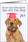 Congratulations Great Granddaughter Cute Grad Puppy in Grad Hat Humor card