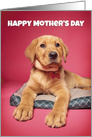 Happy Mother’s Day Puppy Pick of the Litter Humor card