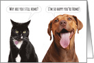 Thinking of you Cat Vs Dog Coronavirus Lockdown Humor card